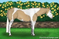 Horse Color:Palomino Splash Tobiano
