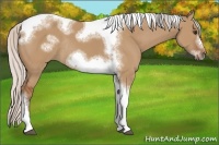 Horse Color:Silver Bay Dun Sabino Tobiano Frame Rabicano