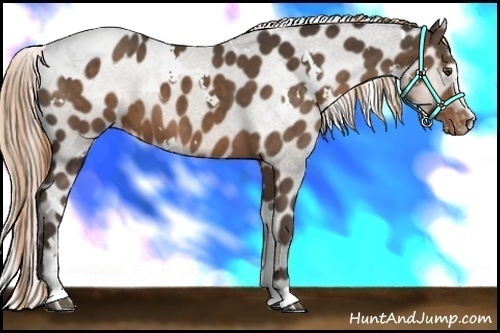 Horse Color:White Spotted Liver Chestnut Sabino Varnish