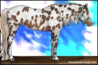 Horse Color:White Spotted Liver Chestnut Sabino Appaloosa 