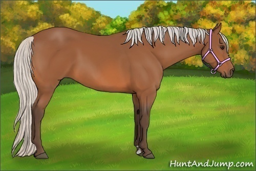 Horse Color:Silver Bay Sabino 