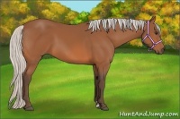 Horse Color:Silver Bay Sabino