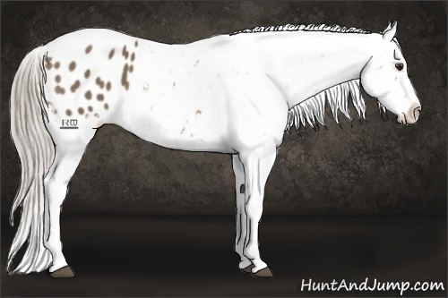Horse Color:Chocolate Palomino Appaloosa