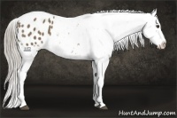 Horse Color:Chocolate Palomino Appaloosa