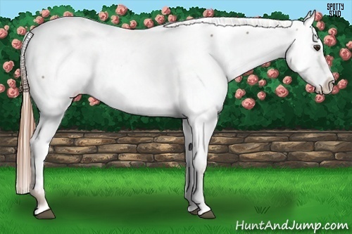 Horse Color:Chestnut Appaloosa 