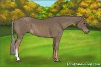 Horse Color:Chocolate Palomino 