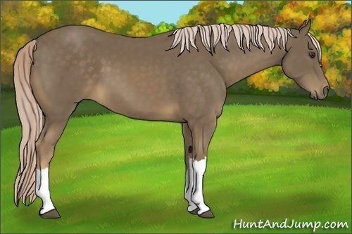 Horse Color:Chocolate Palomino 
