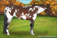 Horse Color:White Spotted Bay 