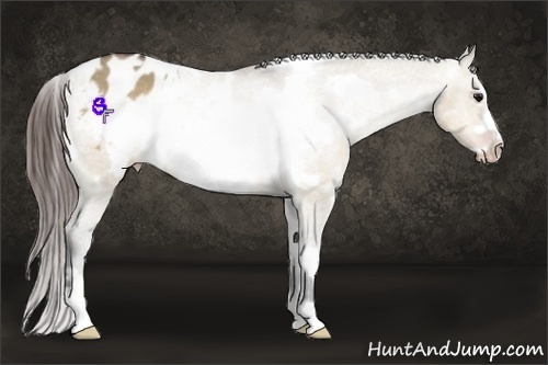 Horse Color:White Spotted Brown Dun Frame Varnish Rabicano