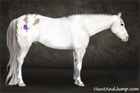 Horse Color:White Spotted Brown Dun Frame Varnish Rabicano