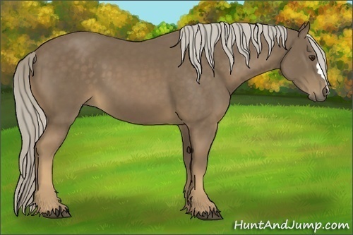 Horse Color:Chocolate Palomino