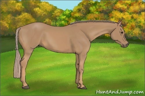 Horse Color:Palomino