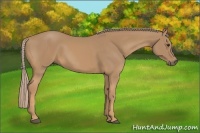 Horse Color:Palomino