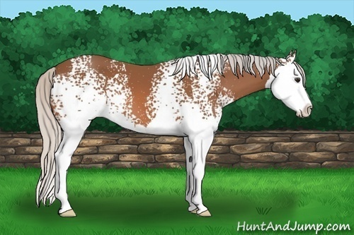 Horse Color:White Spotted Silver Bay Sabino Splash 