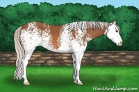 Horse Color:White Spotted Silver Bay Sabino Splash 