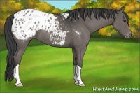 Horse Color:Black Appaloosa 