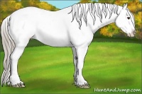 Horse Color:White Spotted Chocolate Palomino Dun Leopard 