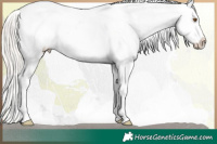 Horse Color:White Spotted Silver Blue Roan Pearl Varnish 
