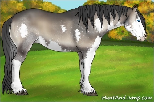 Horse Color:Blue Onyx Splash