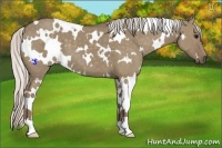 Horse Color:White Spotted Silver Grullo