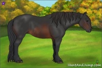 Horse Color:Brown Rabicano  and Brown Rabicano 