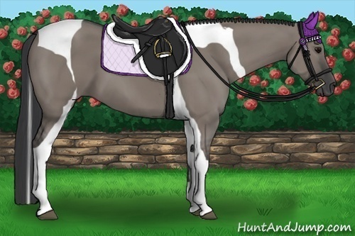 Horse Color:Grullo Tobiano 