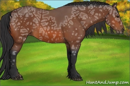 Horse Color:Bay Ice Rabicano 