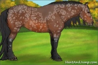 Horse Color:Bay Ice Rabicano