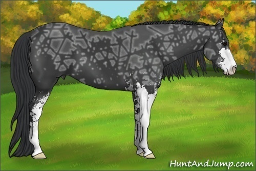 Horse Color:Black Ice Sabino