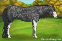 Horse Color:Black Ice Sabino