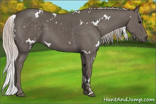 Horse Color:White Spotted Silver Black 