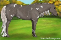Horse Color:White Spotted Silver Black 