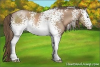 Horse Color:White Spotted Black Pearl Rabicano 