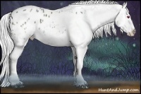 Horse Color:White Spotted Silver Black Chinchilla Splash Appaloosa Rabicano 