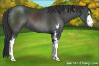 Horse Color:Black Sabino