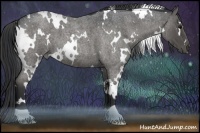 Horse Color:White Spotted Blue Roan 