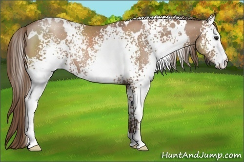 Horse Color:White Spotted Black Pearl Rabicano 