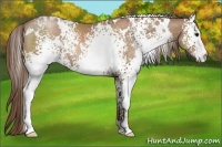 Horse Color:White Spotted Black Pearl Rabicano 