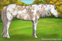 Horse Color:Black Pearl Sabino 