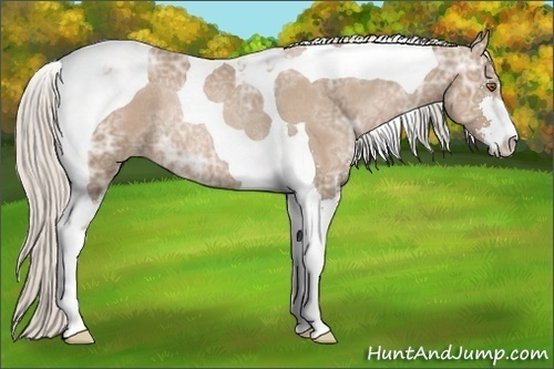 Horse Color:Silver Black Ice Pearl Sabino Tobiano Rabicano