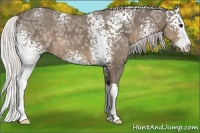 Horse Color:White Spotted Silver Smoky Black Ice Splash 