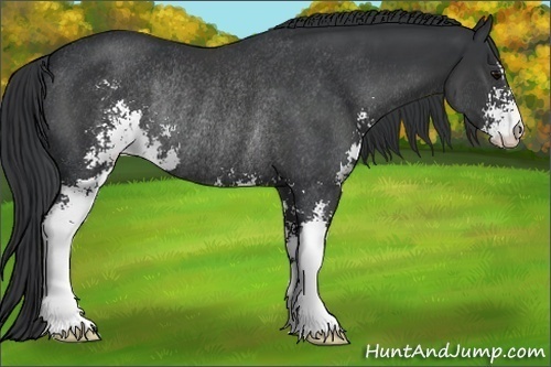 Horse Color:Black Sabino Rabicano