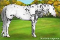 Horse Color:Black Sabino 