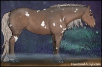 Horse Color:White Spotted Silver Black