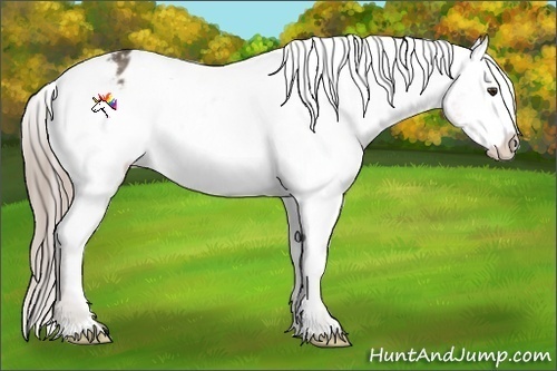 Horse Color:Chocolate Palomino Appaloosa 