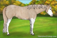 Horse Color:Palomino Roan Splash
