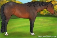 Horse Color:Brown 