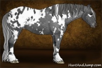 Horse Color:White Spotted Black Appaloosa
