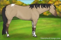 Horse Color:Bay Dun Sabino Tobiano Rabicano