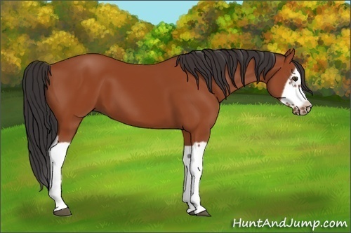 Horse Color:Bay Splash Frame 
